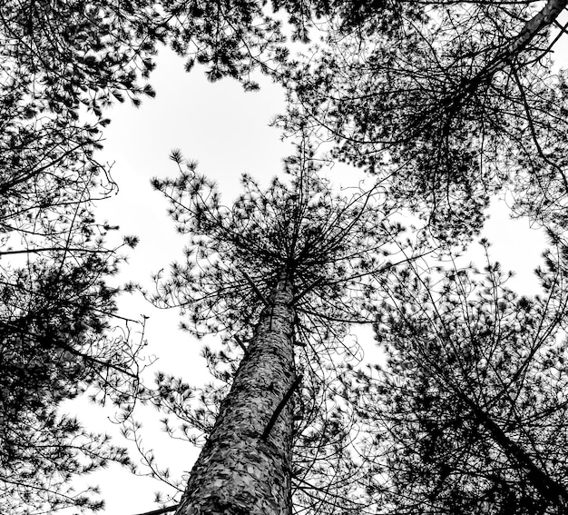 Foto niedrigwinkelansicht eines nackten baumes vor klarem himmel