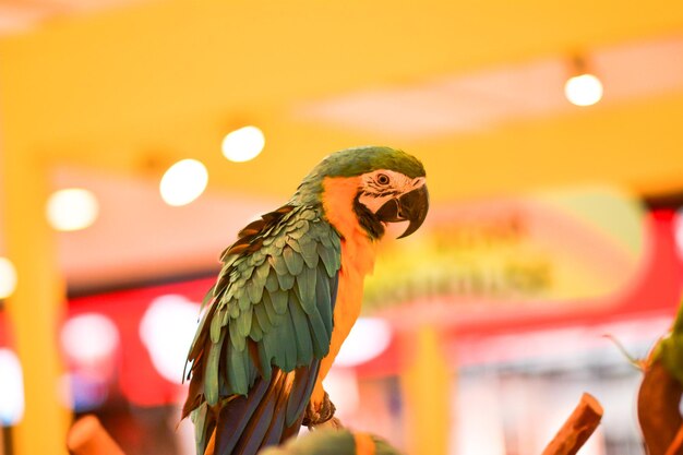 Niedrigwinkelansicht eines Papageien, der auf einem beleuchteten Vogel sitzt