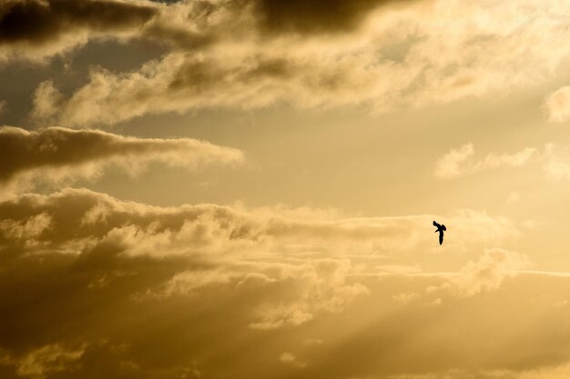 Niedrigwinkelansicht eines Silhouette-Vogels, der gegen den Himmel fliegt