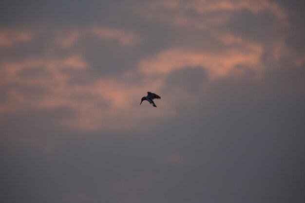 Niedrigwinkelansicht eines Silhouette-Vogels, der im Himmel fliegt