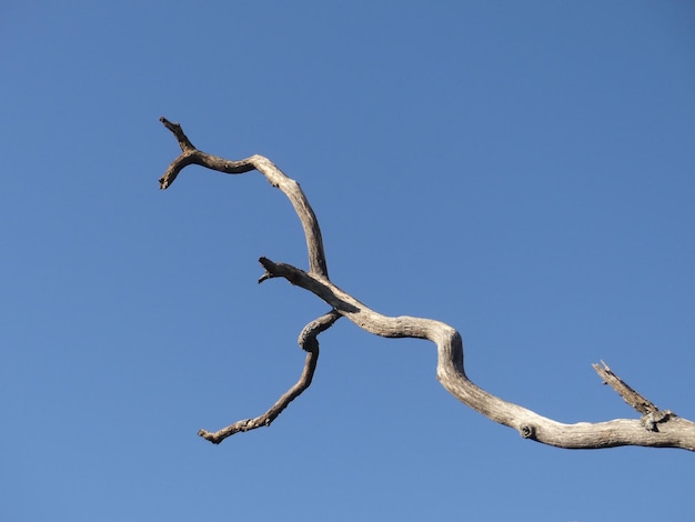 Niedrigwinkelansicht eines toten Baumes vor einem klaren blauen Himmel