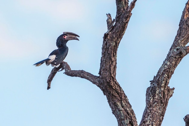 Niedrigwinkelansicht eines Vogels, der auf einem Baum gegen den Himmel sitzt
