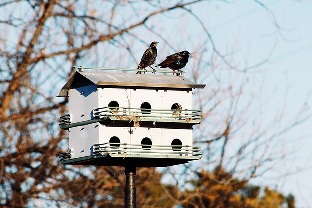 Foto niedrigwinkelansicht eines vogels, der auf einem baum gegen den himmel sitzt