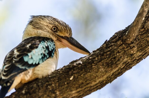 Foto niedrigwinkelansicht eines vogels, der auf einem baum gegen den himmel sitzt