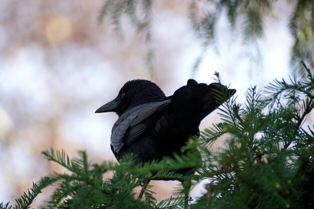 Foto niedrigwinkelansicht eines vogels, der auf einem baum sitzt