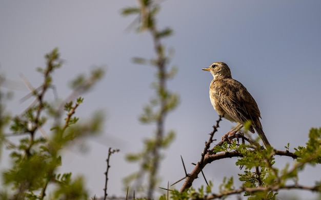 Niedrigwinkelansicht eines Vogels, der auf einem Baum sitzt