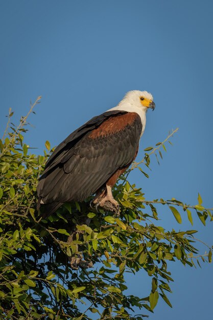 Niedrigwinkelansicht eines Vogels, der auf einem Baum sitzt