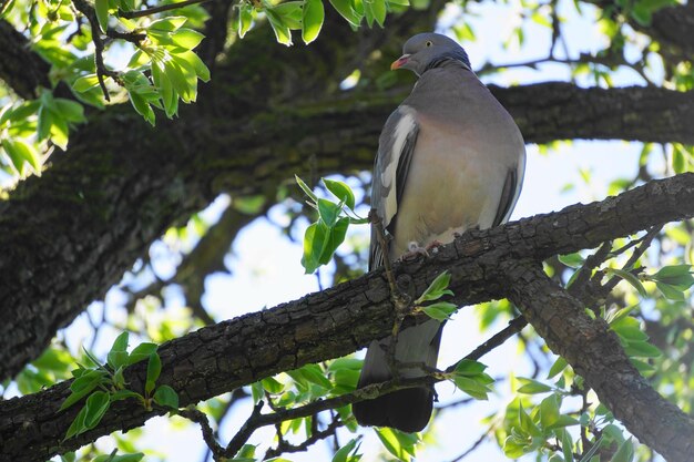 Niedrigwinkelansicht eines Vogels, der auf einem Baum sitzt