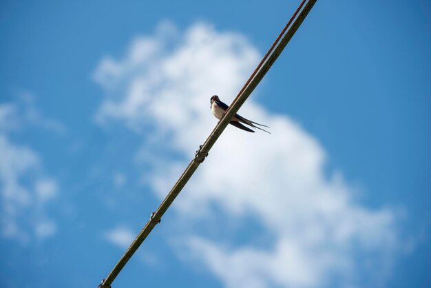 Foto niedrigwinkelansicht eines vogels, der auf einem kabel gegen den himmel sitzt