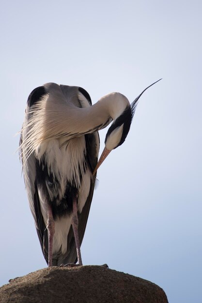 Foto niedrigwinkelansicht eines vogels, der sich gegen einen klaren himmel befindet