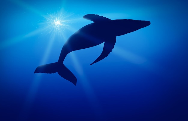 Niedrigwinkelansicht eines Wales, der an einem sonnigen Tag im blauen Meer schwimmt