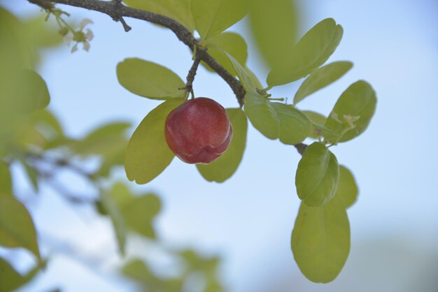 Foto niedrigwinkelansicht von äpfeln auf einem baum