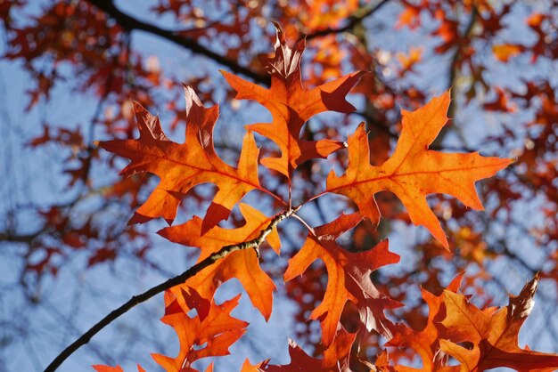 Foto niedrigwinkelansicht von ahornblättern auf einem baum