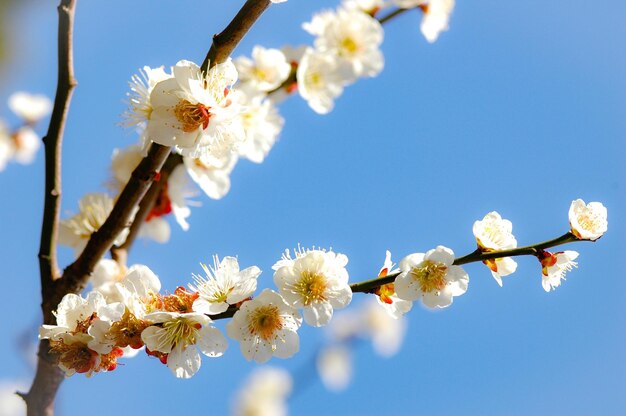 Niedrigwinkelansicht von Apfelblüten im Frühling gegen den Himmel
