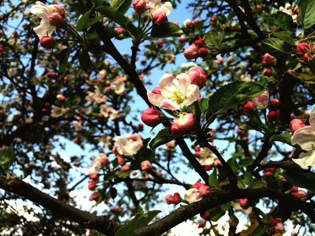 Foto niedrigwinkelansicht von apfelblüten