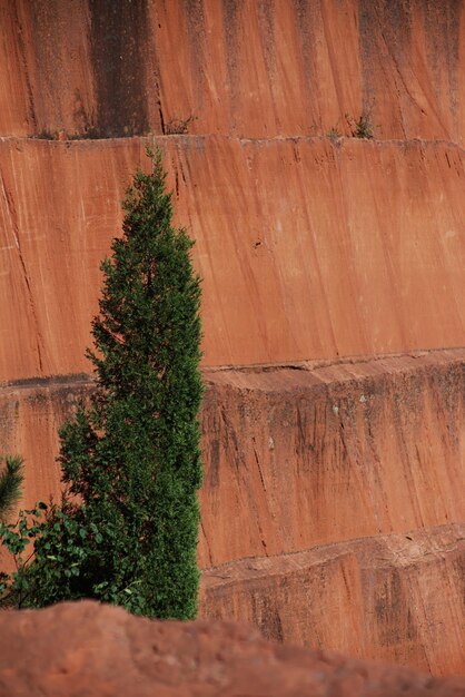 Foto niedrigwinkelansicht von bäumen an der wand