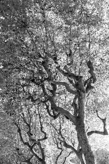 Foto niedrigwinkelansicht von bäumen, die auf dem feld wachsen