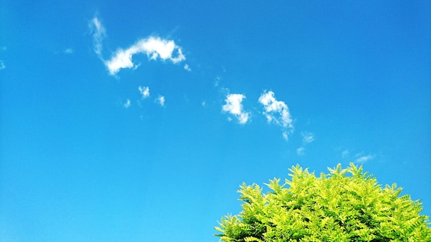 Niedrigwinkelansicht von Bäumen, die gegen den blauen Himmel wachsen