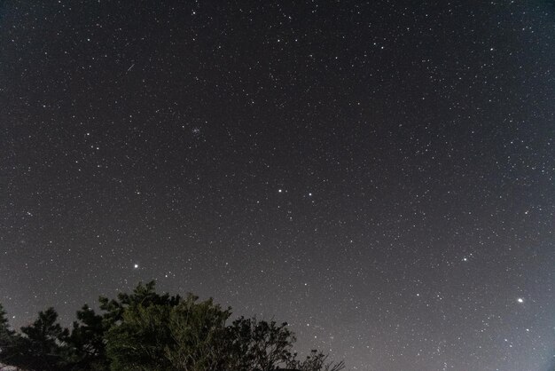 Foto niedrigwinkelansicht von bäumen gegen das sternenfeld in der nacht