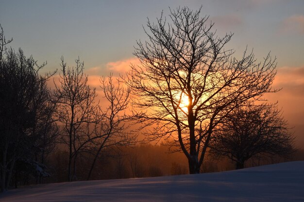 Foto niedrigwinkelansicht von bäumen gegen den himmel beim sonnenuntergang