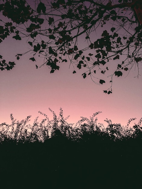 Foto niedrigwinkelansicht von bäumen gegen den himmel beim sonnenuntergang