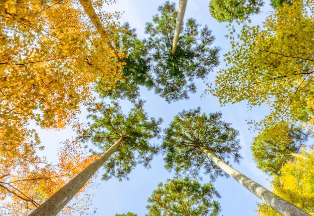 Niedrigwinkelansicht von Bäumen gegen den Himmel im Herbst