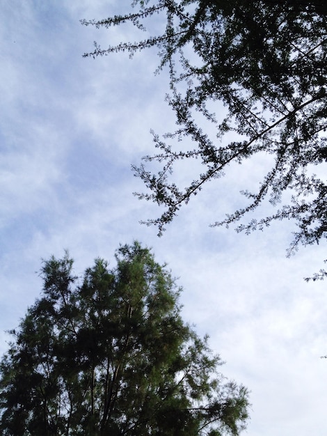Niedrigwinkelansicht von Bäumen gegen den Himmel