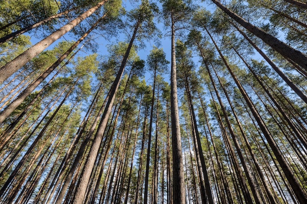 Niedrigwinkelansicht von Bäumen gegen den Himmel
