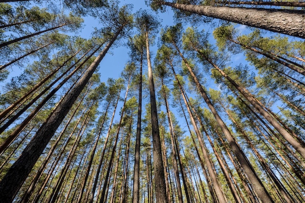 Niedrigwinkelansicht von Bäumen gegen den Himmel