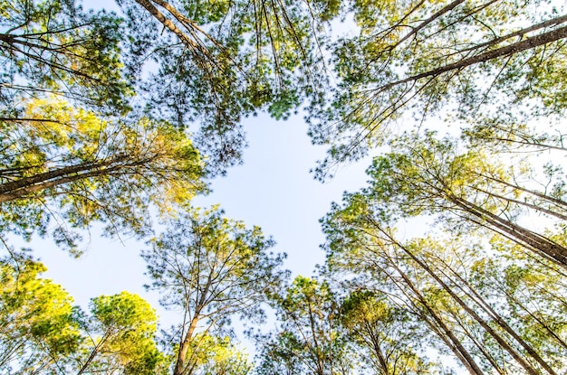 Niedrigwinkelansicht von Bäumen gegen den Himmel