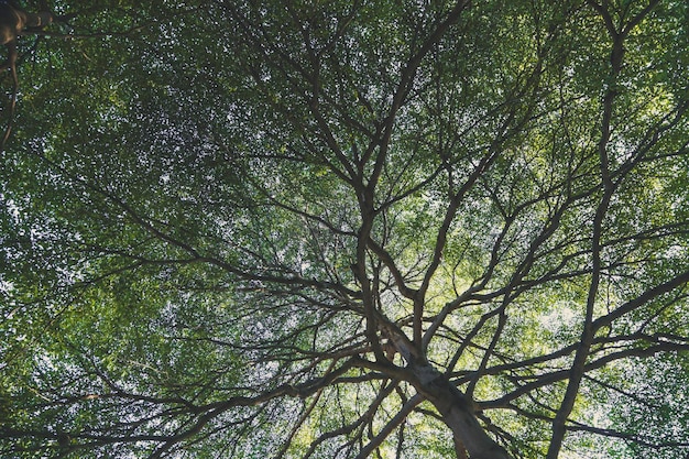 Niedrigwinkelansicht von Bäumen gegen den Himmel
