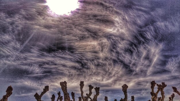 Foto niedrigwinkelansicht von bäumen gegen den himmel