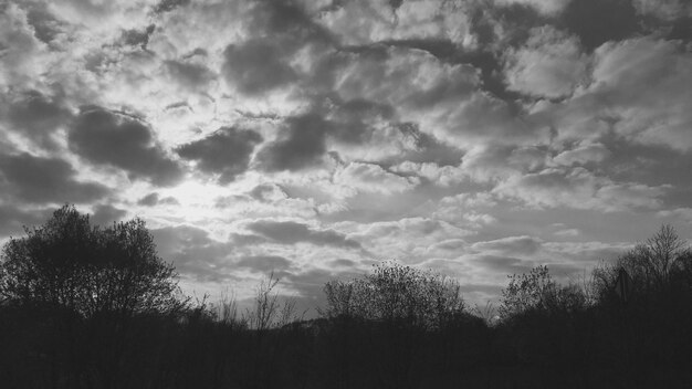 Foto niedrigwinkelansicht von bäumen gegen den himmel