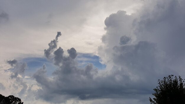 Niedrigwinkelansicht von Bäumen gegen den Himmel