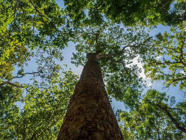 Niedrigwinkelansicht von Bäumen gegen den Himmel