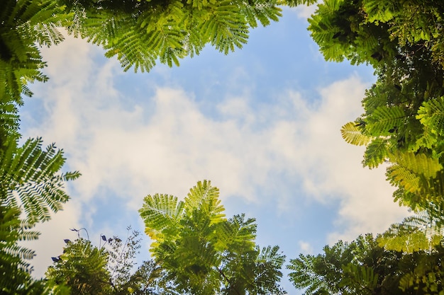 Niedrigwinkelansicht von Bäumen gegen den Himmel