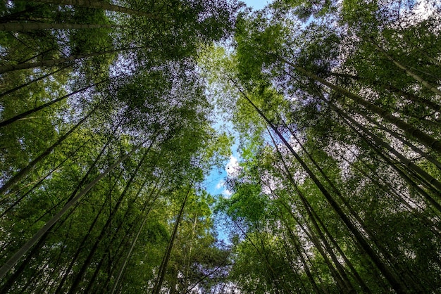 Niedrigwinkelansicht von Bäumen gegen den Himmel
