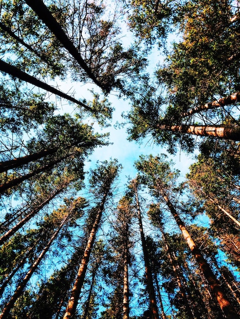 Niedrigwinkelansicht von Bäumen gegen den Himmel