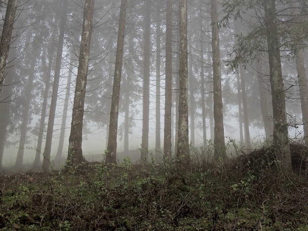 Niedrigwinkelansicht von Bäumen im Wald bei nebligem Wetter