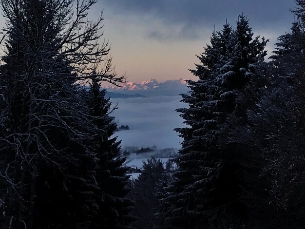 Foto niedrigwinkelansicht von bäumen im wald bei sonnenuntergang