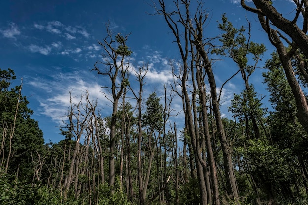 Niedrigwinkelansicht von Bäumen im Wald gegen den Himmel