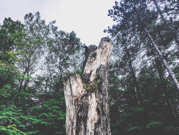 Foto niedrigwinkelansicht von bäumen im wald gegen den himmel