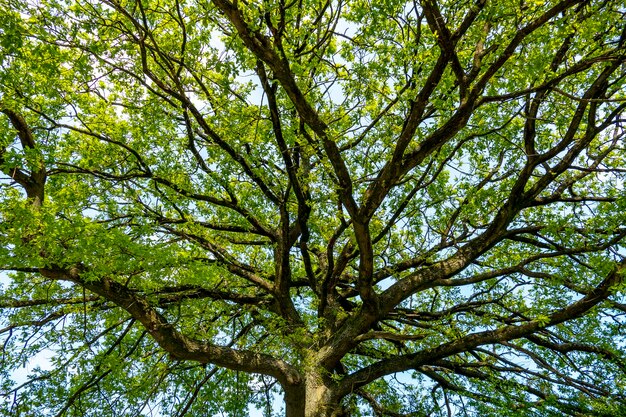 Foto niedrigwinkelansicht von bäumen im wald gegen den himmel