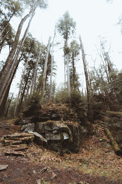 Niedrigwinkelansicht von Bäumen im Wald gegen den Himmel