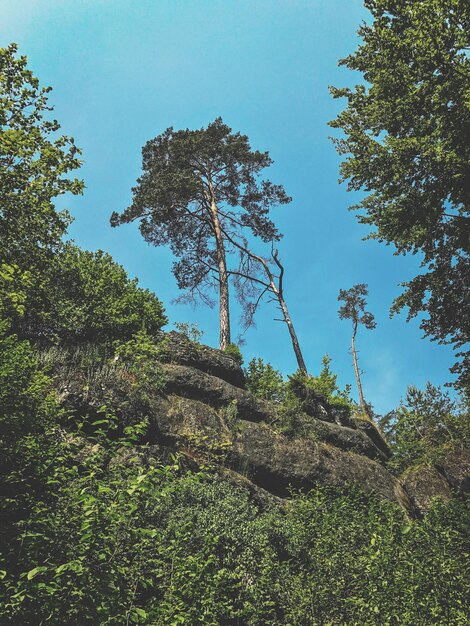 Niedrigwinkelansicht von Bäumen im Wald gegen den Himmel