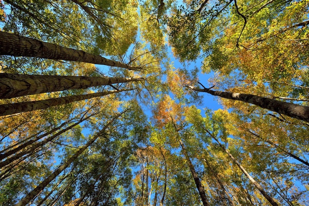 Niedrigwinkelansicht von Bäumen im Wald im Herbst