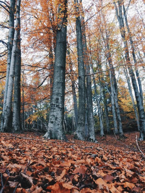 Foto niedrigwinkelansicht von bäumen im wald im herbst