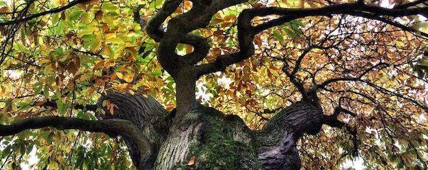 Foto niedrigwinkelansicht von bäumen im wald