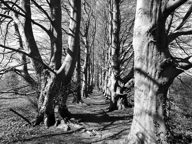 Foto niedrigwinkelansicht von bäumen im wald