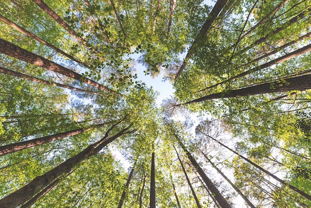 Foto niedrigwinkelansicht von bäumen im wald